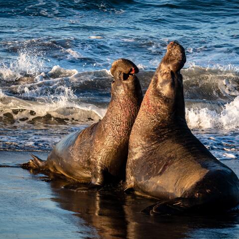 Θαλάσσιοι ελέφαντες