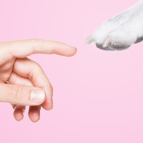 Μια «διαφορετική τετράποδη μοντέρνα αγάπη» για την Παγκόσμια Ημέρα Αδέσποτων Ζώων στις 4 Απριλίου, από το ΕΜΣΤ και τον Δήμο Αθηναίων.