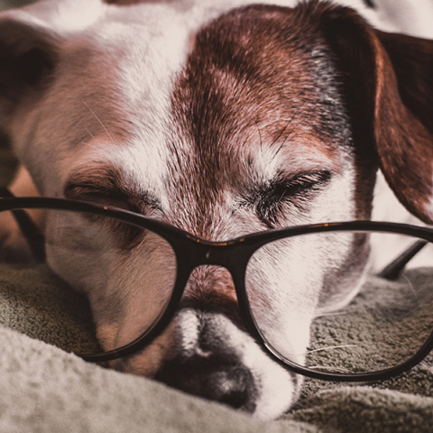 Γιατί να υιοθετήσεις ένα ηλικιωμένο ζωάκι