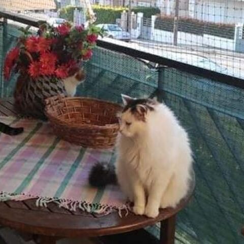 Γατομπαμπάς