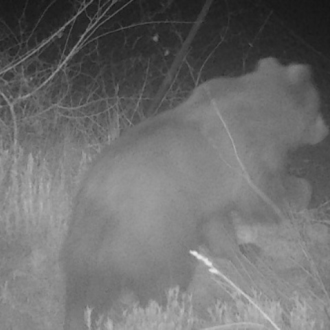 Όρος Πάικο: Λεία πεινασμένης αρκούδας τα μελίσσια των παραγωγών - Έφαγε περίπου 40 κιλά μέλι - Τουλάχιστον 10 χρόνια είχε να εμφανιστεί στην περιοχή.