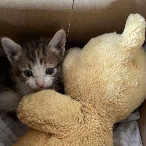 Δίκη για το Μάτι: Ένα νεογέννητο γατάκι είχε παγιδευτεί στη βοηθητική αίθουσα στο Εφετείο. Tο απεγκλώβισαν εθελοντές και θα ονομαστεί «Μάτι».