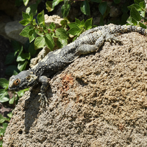 Κροκοδειλάκι στο Σέιχ Σου