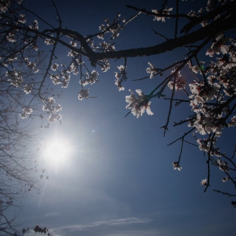 Άνοιξη - Αμυγδαλιά