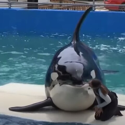 Η όρκα Λολίτα επιστρέφει στον ωκεανό μετά από 50 χρόνια αιχμαλωσίας