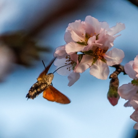 Ανθισμένη αμυγδαλιά και έντομο 