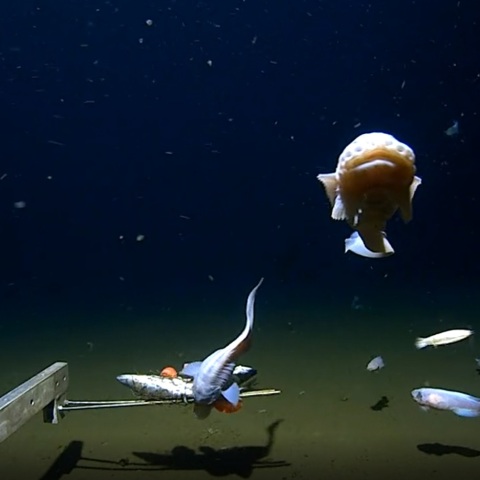 Ψάρι βρέθηκε να κολυμπά σε βάθος ρεκόρ στα ανοιχτά της Ιαπωνίας - Το είδος σαλιγκαρόψαρου εντοπίστηκε σε βάθος 8.336 μέτρων.