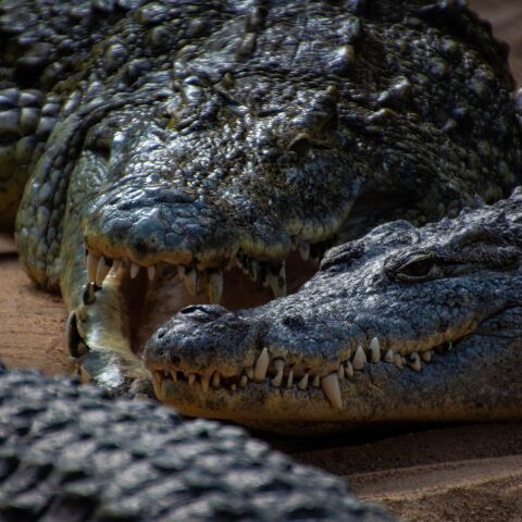 Αλιγάτορας