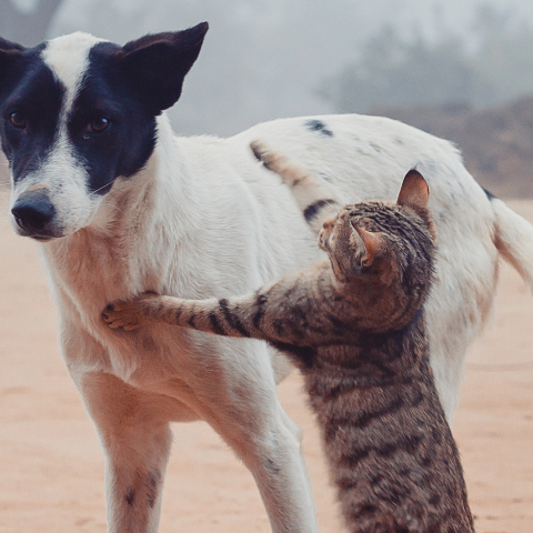 Αφιέρωμα: Παγκόσμια Ημέρα Αδέσποτων Ζώων, 4 Απριλίου