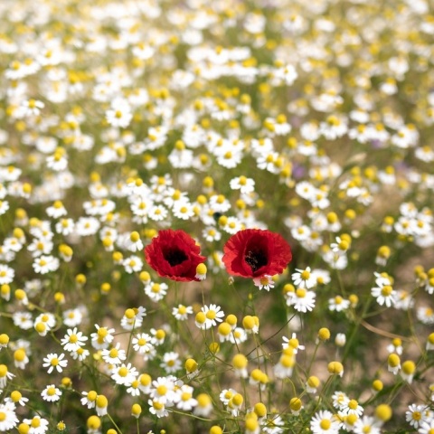 Βελτιωμένος ο καιρός το Σάββατο 8 Απριλίου στις περισσότερες περιοχές της χώρας - Αναλυτική πρόγνωση από την Εθνική Μετεωρολογική Υπηρεσία.