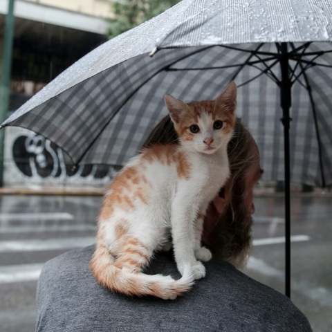 Ο καιρός σήμερα, Κυριακή των Βαΐων, 9 Απριλίου - Αναλυτική πρόγνωση για όλη την Ελλάδα από την ΕΜΥ - Η πρόβλεψη για τη Μεγάλη Εβδομάδα.