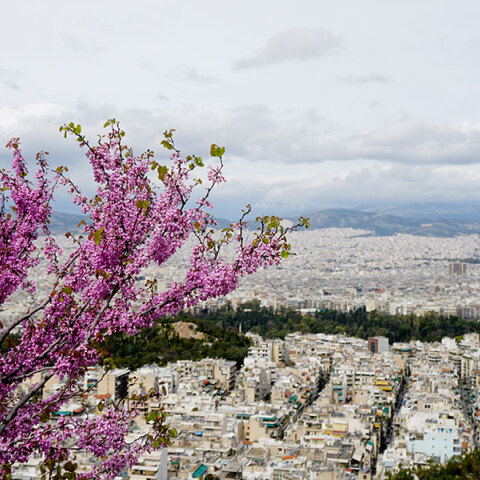 Κουτσουπιά, Αθήνα. 
