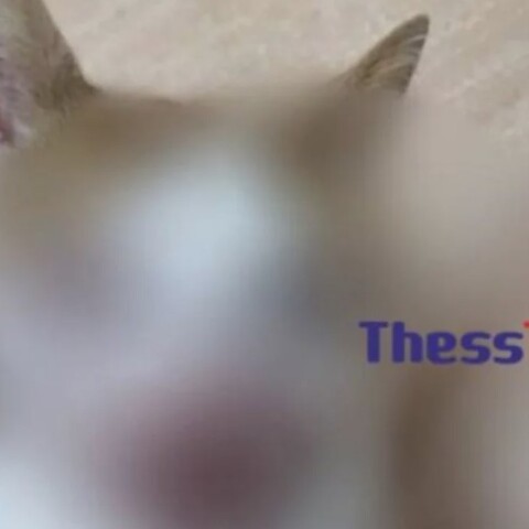 Κακοποιημένο γατάκι στη Θεσσαλονίκη