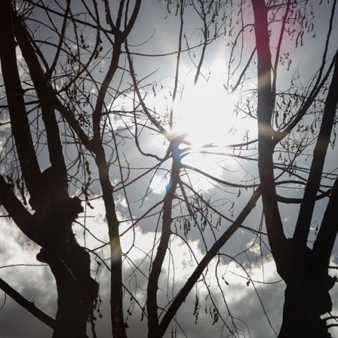 Συννεφιά και λιγοστές ακτίνες του ήλιου πίσω από κλαδιά δέντρου θυμίζουν φθινοπωρινό σκηνικό καιρού