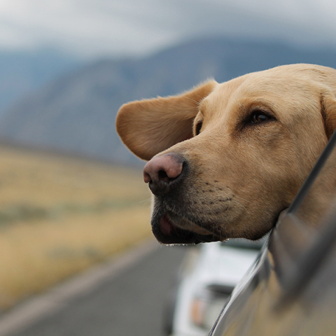 Σκύλος στο αυτοκίνητο