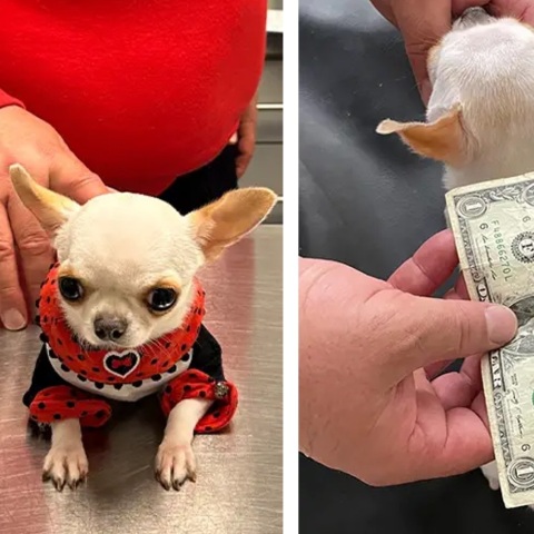 Το πιο κοντό σκυλί στον κόσμο επιβεβαιώθηκε από τα Παγκόσμια Ρεκόρ Γκίνες: Η Περλ είναι πιο κοντή από τηλεκοντρόλ και περίπου ίση με ένα χαρτονόμισμα.