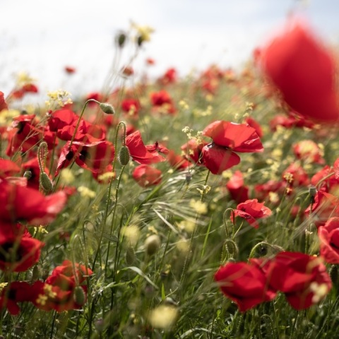 Πρόγνωση καιρού - Μεγάλη Παρασκευή: Νεφώσεις, τοπικές βροχές και καταιγίδες σε αρκετές περιοχές της χώρας - Ο καιρός τις μέρες του Πάσχα από το meteo και την ΕΜΥ