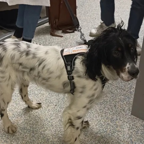 Η ιστορία του σκύλου Σνούπι, του αγγλικού σέτερ, που προσελήφθη στο Ινστιτούτο Κιουρί στο Παρίσι ως μέλος του νοσηλευτικού προσωπικού.