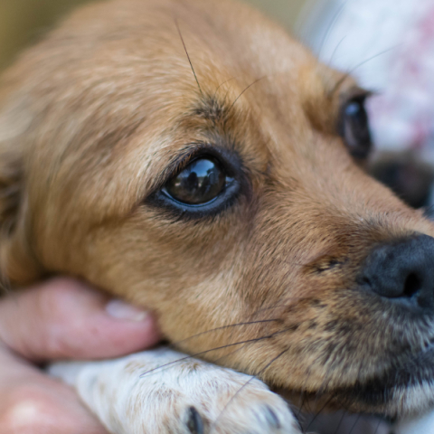 Φοβισμένο σκυλί