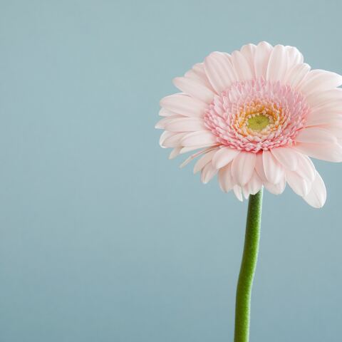 Ένα λουλούδι για όσους γιορτάζουν σήμερα