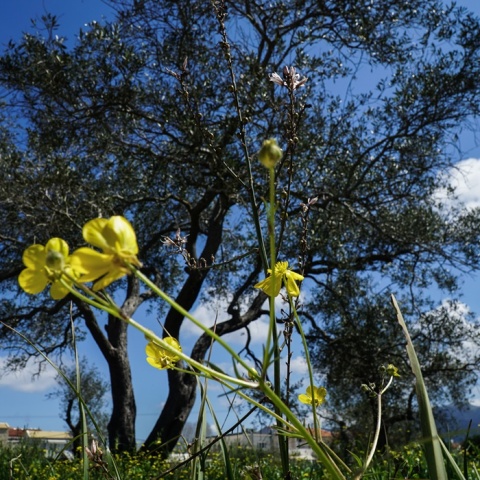 Λουλουδάκι και ελιά 