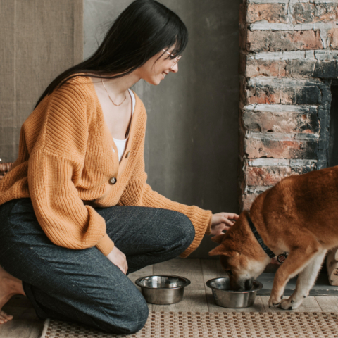 Διατροφή σκύλων