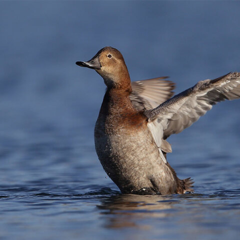 Γκισάρι Aythya ferina  