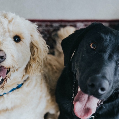 Σκυλάκια κοιτούν τον φωτογραφικό φακό έχοντας βγάλει έξω τη γλώσσα τους