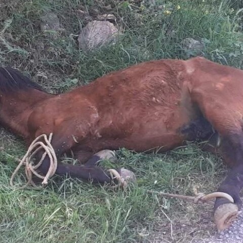 Άλογο ξαπλωμένο σε χωράφι στη Τζιά - Δεμένα τα πόδια του με σκοινί
