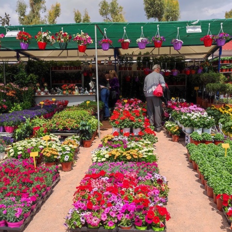 Λουλούδια παραταγμένα στη Νέα Σμύρνη