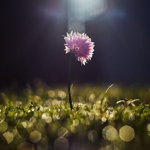 Εορτολόγιο: λίγα λουλούδια για τους εορτάζοντες