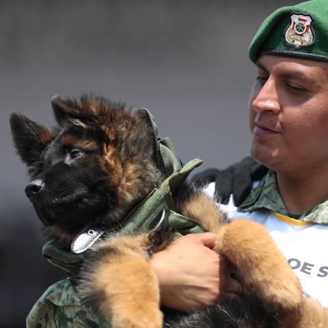 Κουτάβι παραδόθηκε στον στρατό του Μεξικού από την Τουρκία