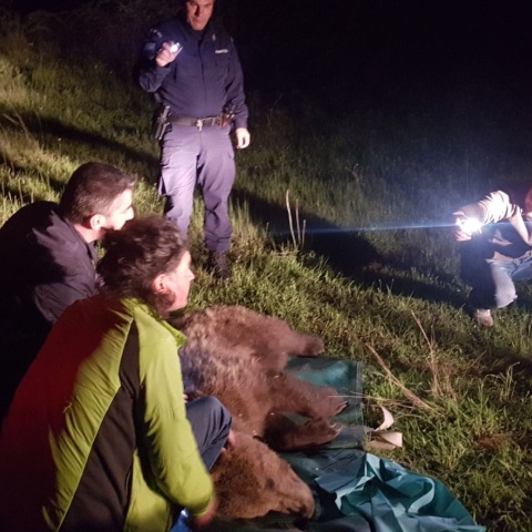 Ενήλικη αρκούδα απελευθερώθηκε από παράνομη θηλιά για αγριογούρουνα στον Πυργετό Λάρισας - Μάσησε σχεδόν όλο τον κορμό δέντρου για να απελευθερωθεί.