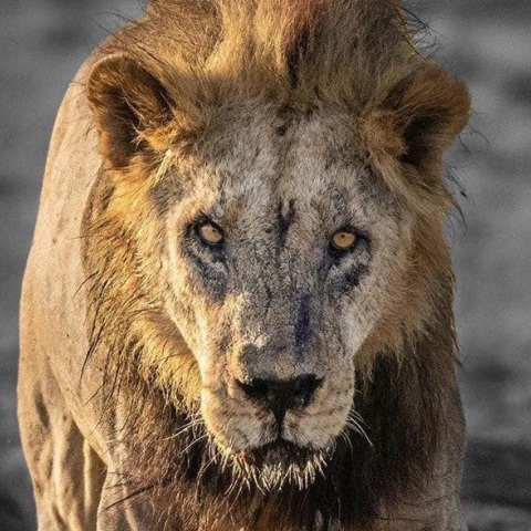 Κένυα: Ο Λουνκίτο, το γηραιότερο λιοντάρι της χώρας σκοτώθηκε από κτηνοτρόφους Μασάι όταν επιχείρησε να επιτεθεί στα ζώα τους.