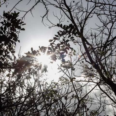 Ακτίνες του ήλιου διακρίνονται πίσω από τα φύλλα δέντρων παραπέμποντας στη φράση «ήλιος με δόντια»