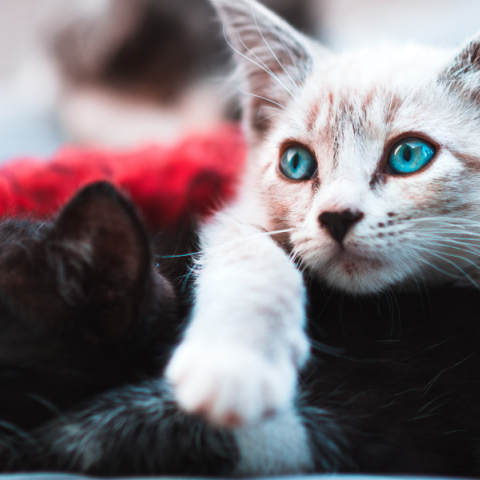 10 fun facts που δεν γνώριζες για τις γάτες