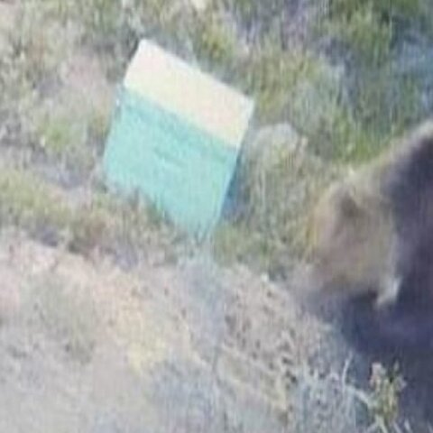 Θεσσαλονίκη: Αρκούδα και στο φράγμα Τριαδίου του δήμου Θέρμης, έπειτα από τις αναφορές για τον δήμο Πυλαίας - Χορτιάτη - Έκκληση για προσοχή στους πολίτες.