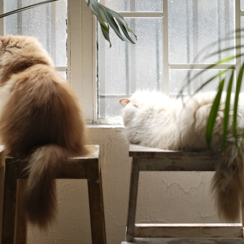 Γάτες: Οι τρόποι που περιποιούνται τον εαυτό τους και φροντίζουν το τρίχωμά τους.