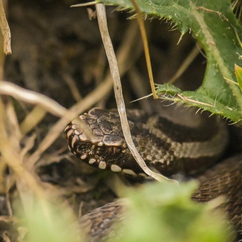 Θεσσαλονίκη: Σημαντική βελτίωση στην κατάσταση της υγείας 39χρονης που νοσηλεύεται στη ΜΕΘ του Παπανικολάου, μετά από δάγκωμα οχιάς σε σχολείο.