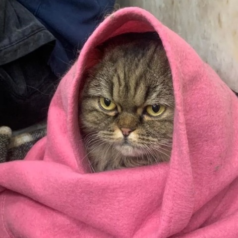 Ουκρανία: Η γάτα Κλόε από το καταφύγιο του Κιέβου έγινε viral - Υπομένει τους ρωσικούς βομβαρδισμούς τυλιγμένη σε μια ροζ κουβέρτα.