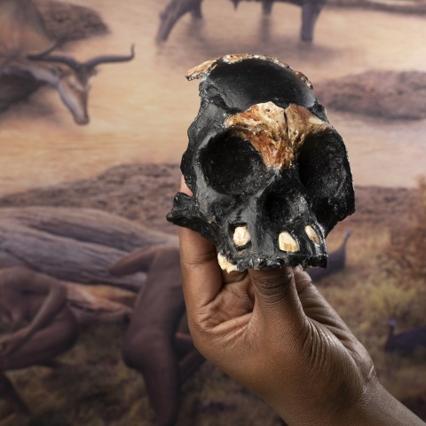 Νότια Αφρική: Ο παλαιοντολόγος Λι Μπέργκερ υποστηρίζει ότι ανακάλυψε ταφές παλαιότερες κατά τουλάχιστον 100.000 έτη από εκείνες του Homo sapiens.