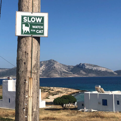 «Προσοχή, διέλευση γατών!» (πινακίδα στο Κουφονήσι)