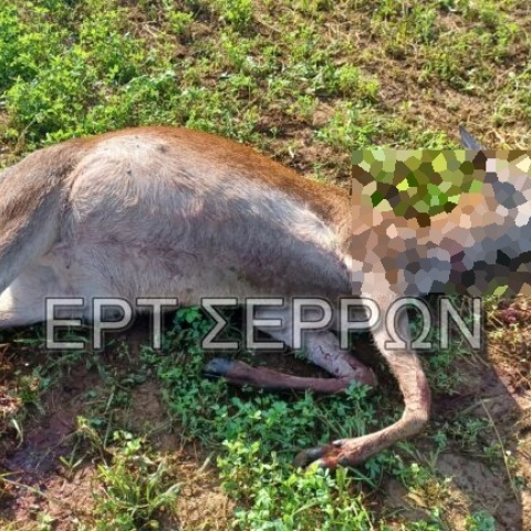 Ελάφι νεκρό μετά από πυροβολισμούς στη λίμνη Κερκίνη