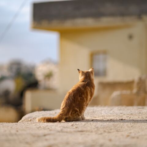 Πορτοκαλί γάτα γυρισμένη πλάτη σε δρόμο