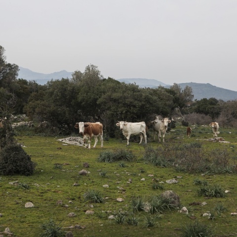 Ζώα σε βοσκοτόπι