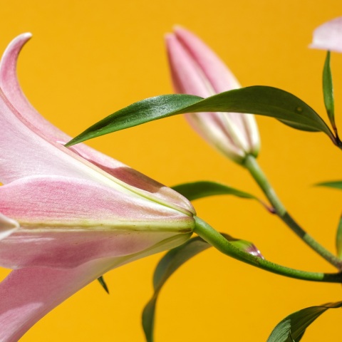 Ποιοι γιορτάζουν σήμερα 18 Ιουνίου; Το εορτολόγιο της Athens Voice σου τους θυμίζει. Μην ξεχάσεις να τους δώσεις τις καλύτερες ευχές σου!