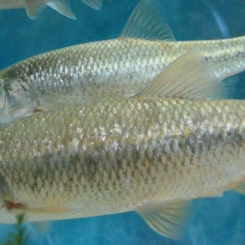 Ψάρι γκιζάνι: Ζει στα γλυκά νερά της Ρόδου και κατορθώνει να επιβιώνει παρά τους κινδύνους που αντιμετωπίζει - Τα νομοθετικά μέτρα για την προστασία του.