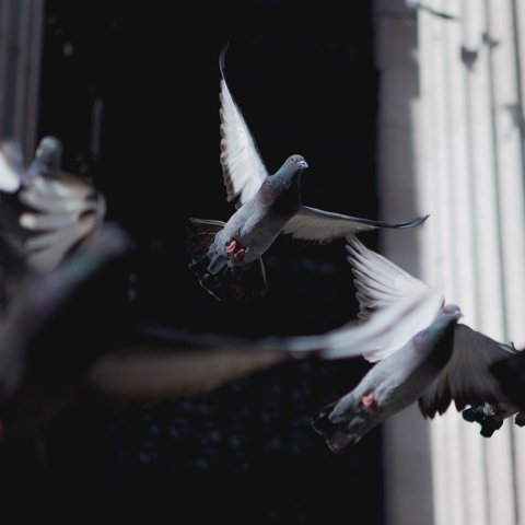 Τα περιστέρια της Αθήνας