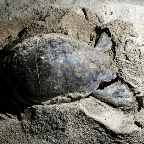 Κρήτη: Θαλάσσια χελώνα δεν έβρισκε χώρο να γεννήσει - Εμπόδιο οι ξαπλώστρες - Χρήστης των κοινωνικών δικτύων καταγγέλλει την περιβαλλοντική αδιαφορία.