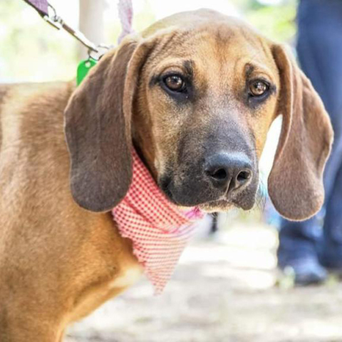 «Γιορτή Υιοθεσίας Αδέσποτων» στο Νέο Ψυχικό